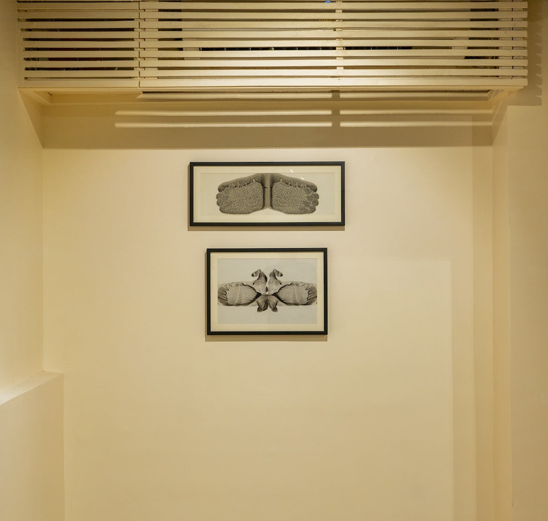 Butterflies In Burnt Farm by Dheeraj Jadhav