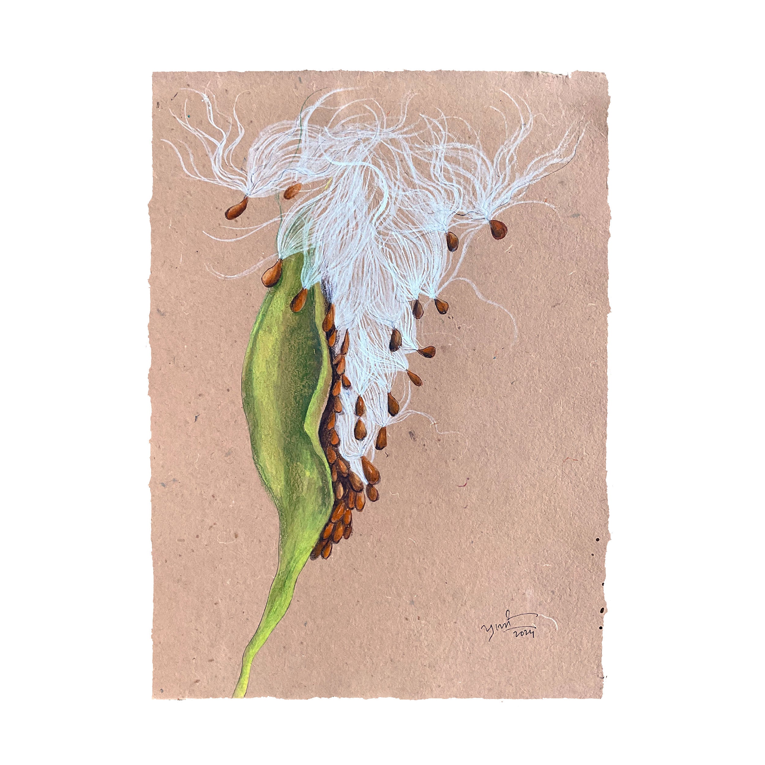 Milkweed II by Prachi Sahasrabudhe