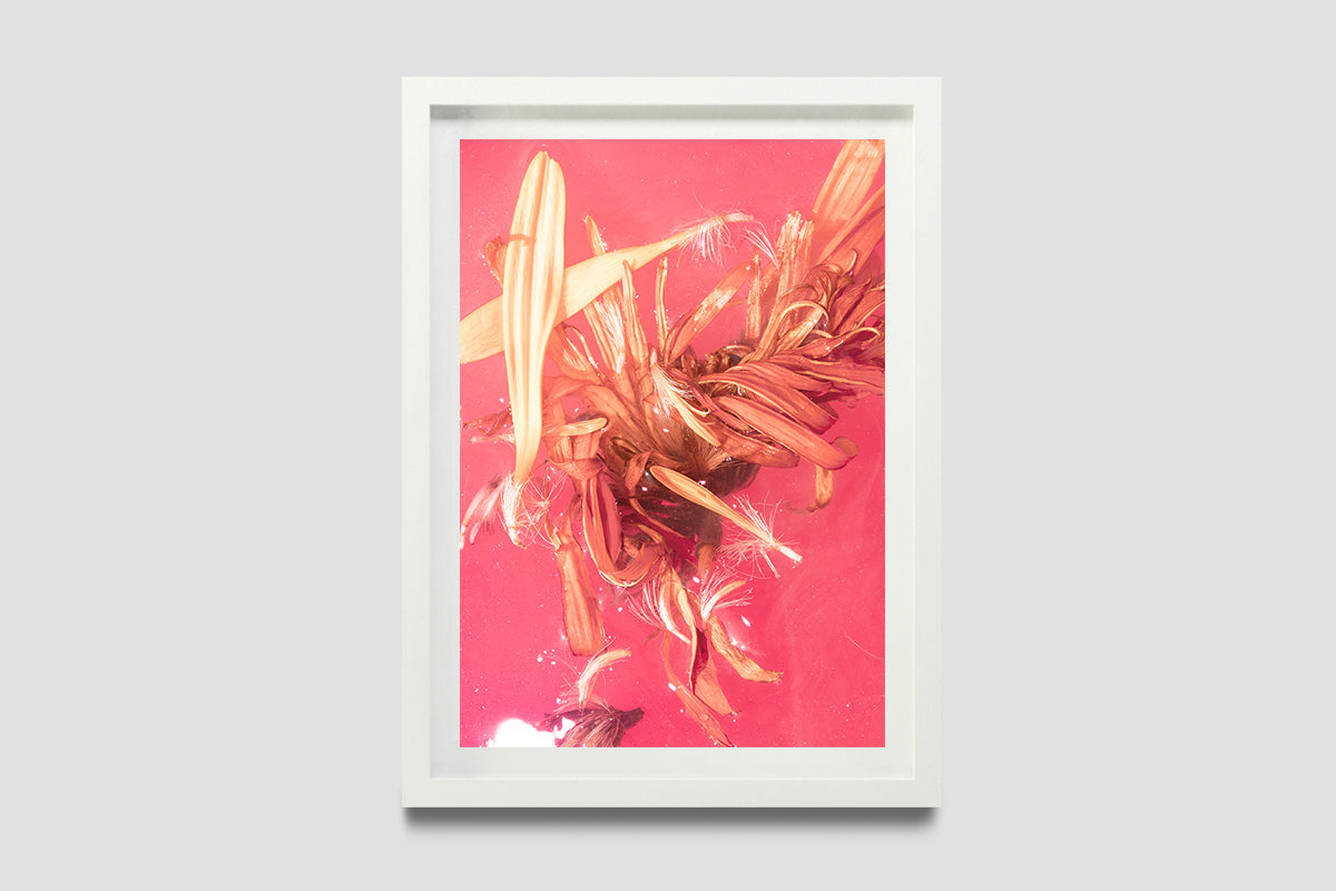 Pink Harvest III by Eeshani Mitra